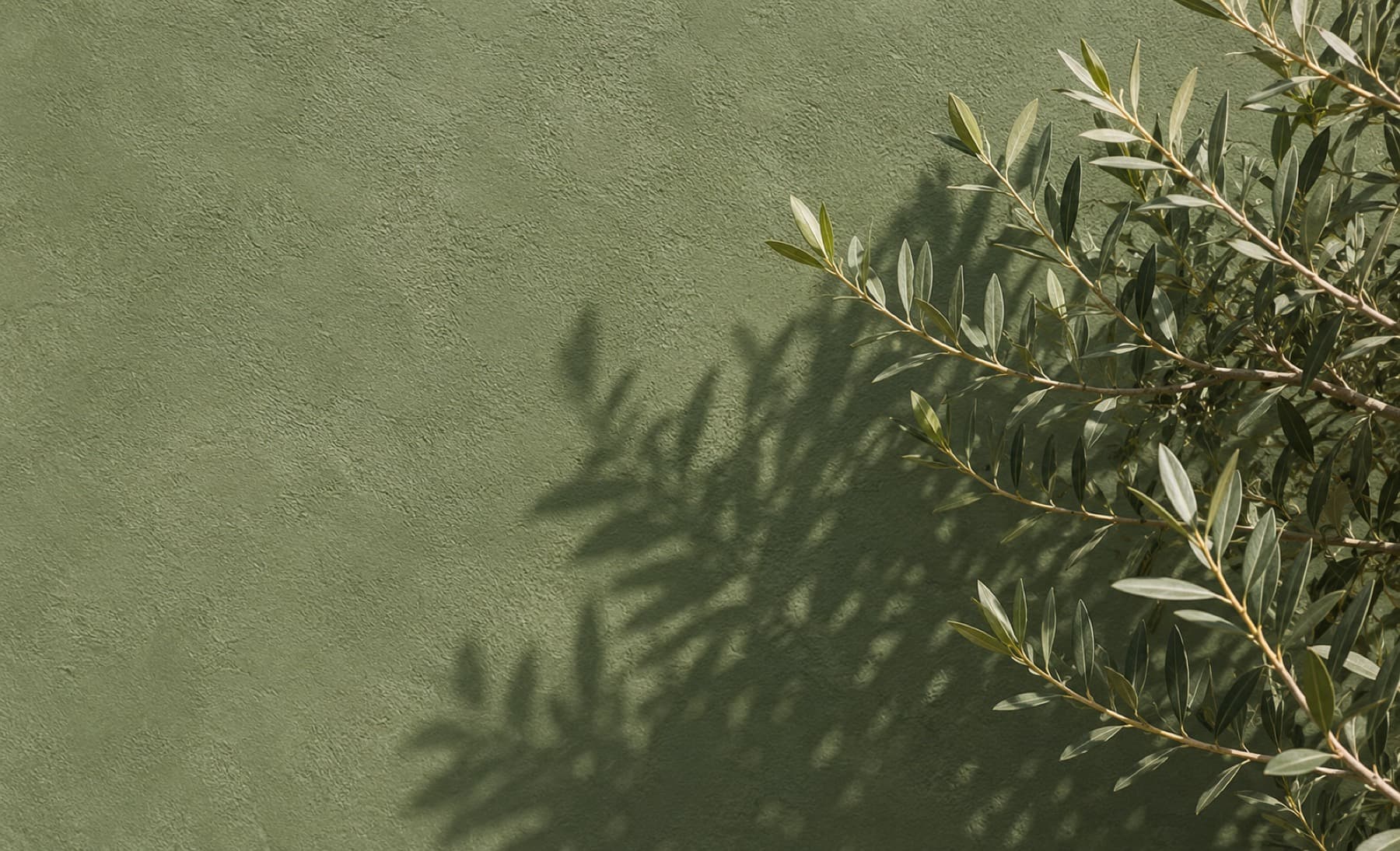 Olive foliage and its shadow across a soft green limewashed wall