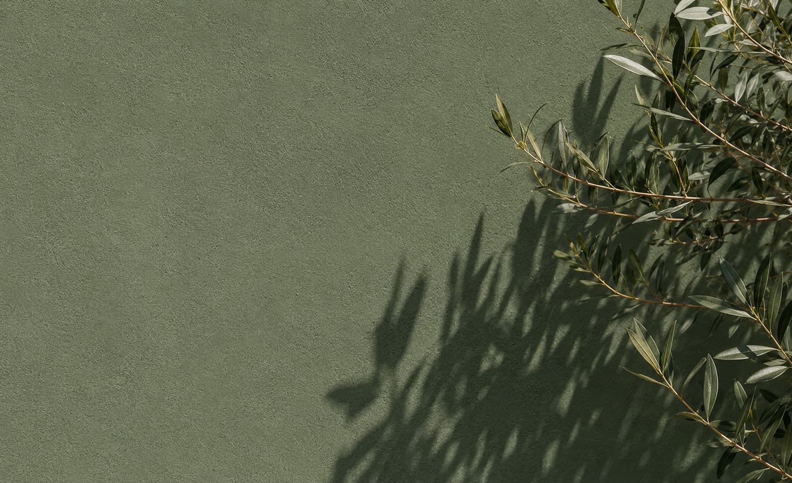 Olive foliage and its shadow falling across a green textured mineral wall in low sun.